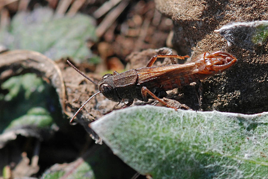 Calliptamus sp. maschio